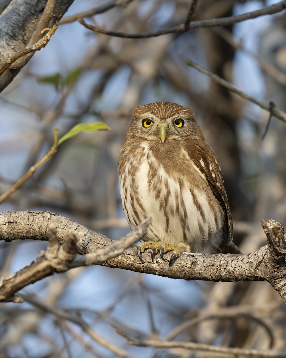 Ferruginous Pygmy-Owl - ML615917689