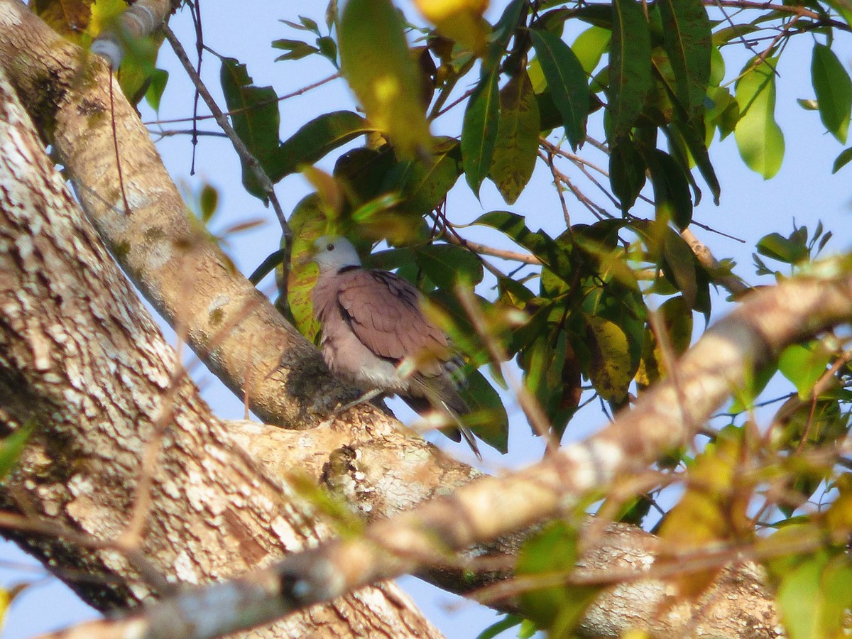 Red Collared-Dove - ML615917691