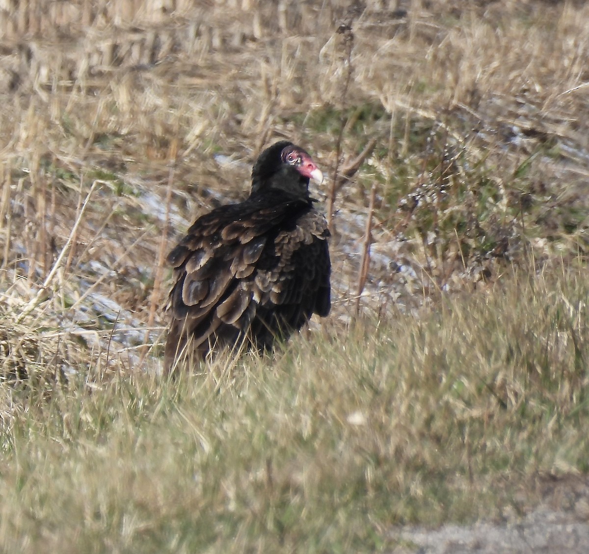 Turkey Vulture - ML615917712