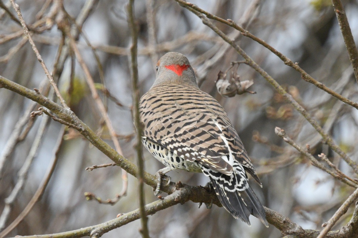 Northern Flicker (Yellow-shafted x Red-shafted) - ML615917772