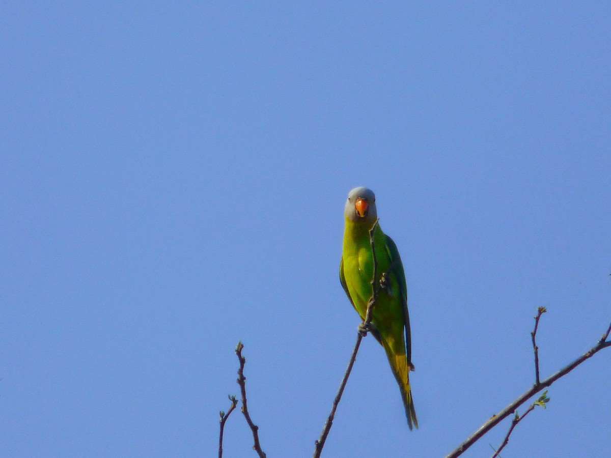 Finsch Yeşil Papağanı - ML615917790