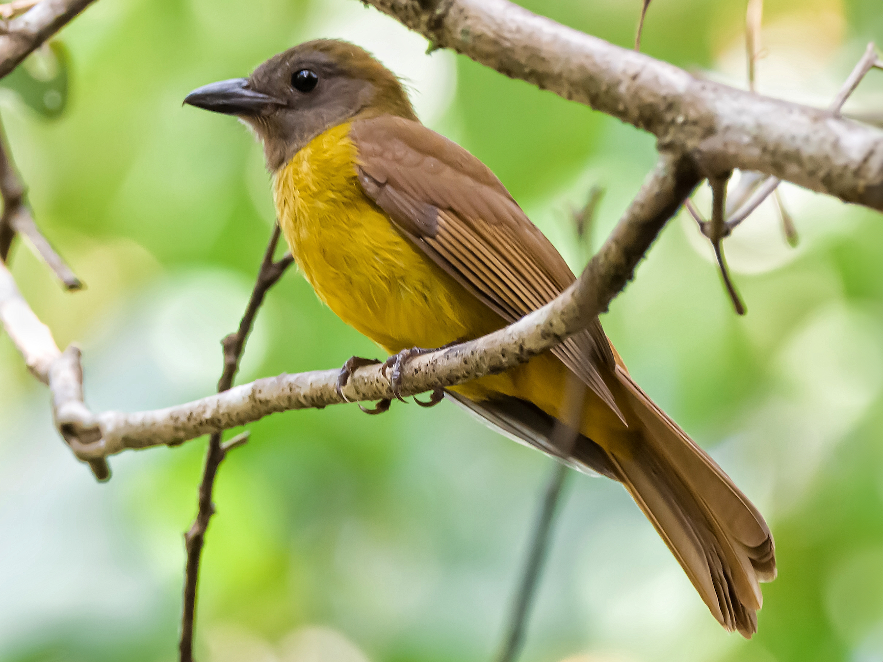 Black-throated Shrike-Tanager - Anonymous