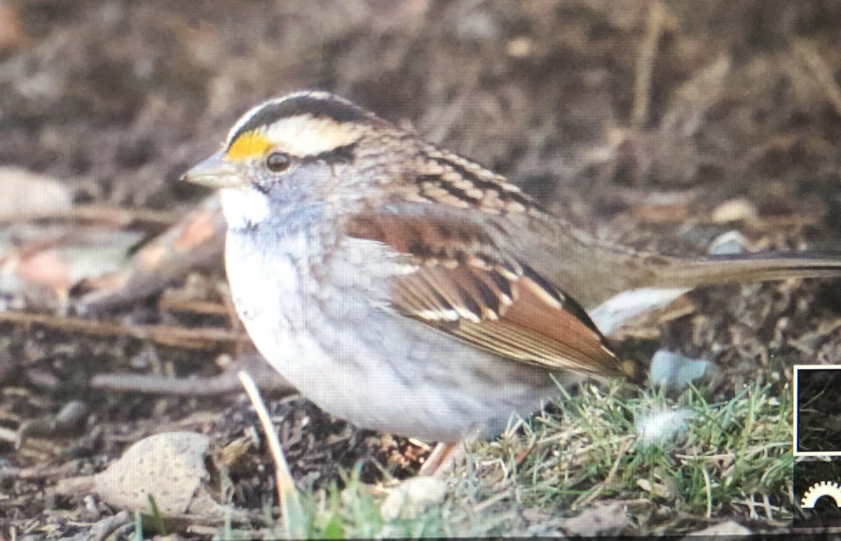 White-throated Sparrow - ML615917917