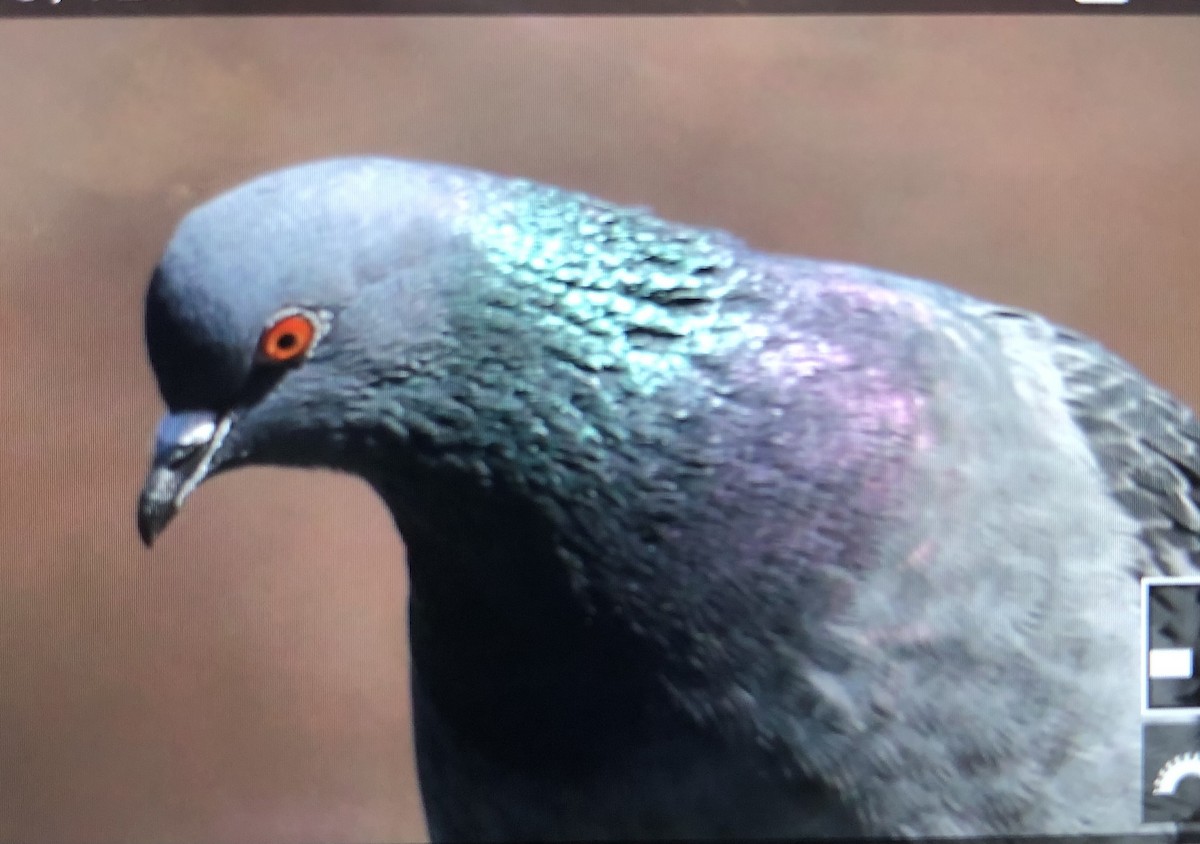 Rock Pigeon (Feral Pigeon) - ML615917949