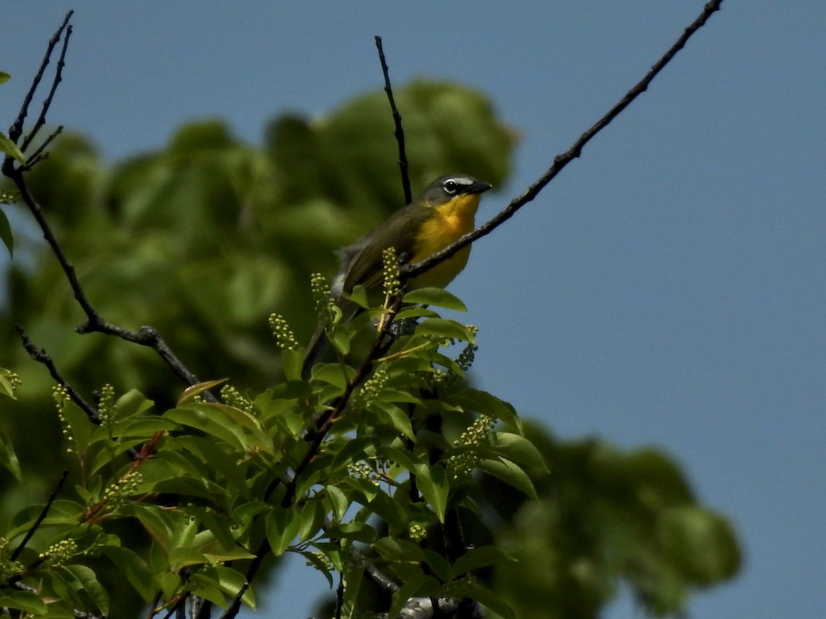 Yellow-breasted Chat - ML615918049