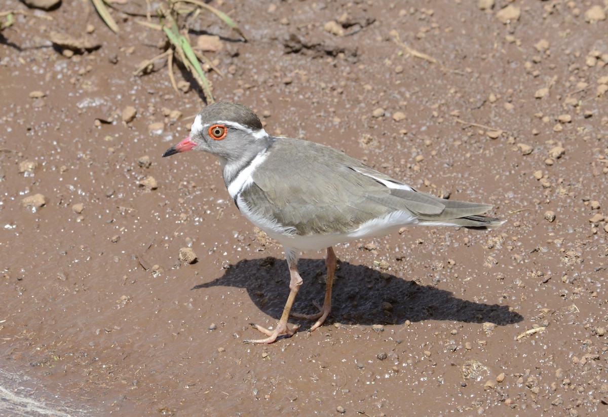 Three-banded Plover - ML615918097