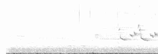 Каролинский крапивник - ML615918121