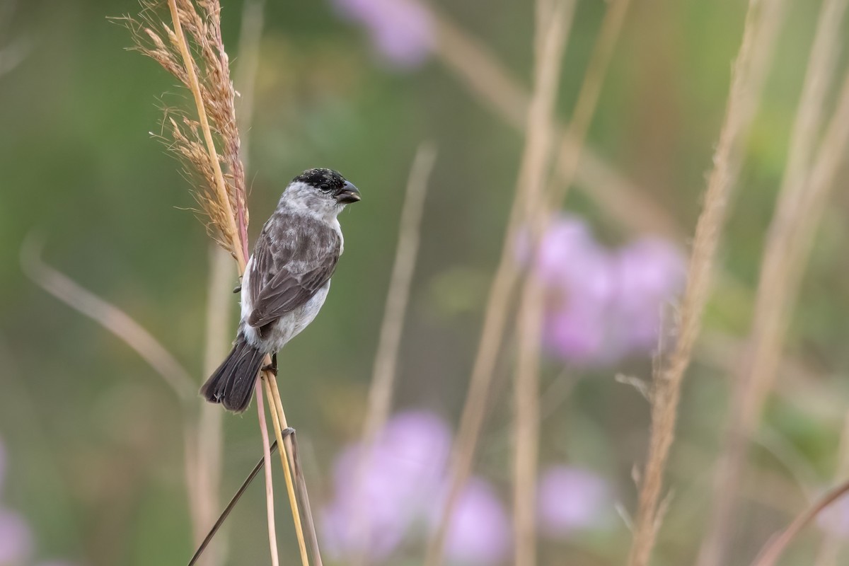 Pearly-bellied Seedeater - Pablo Re