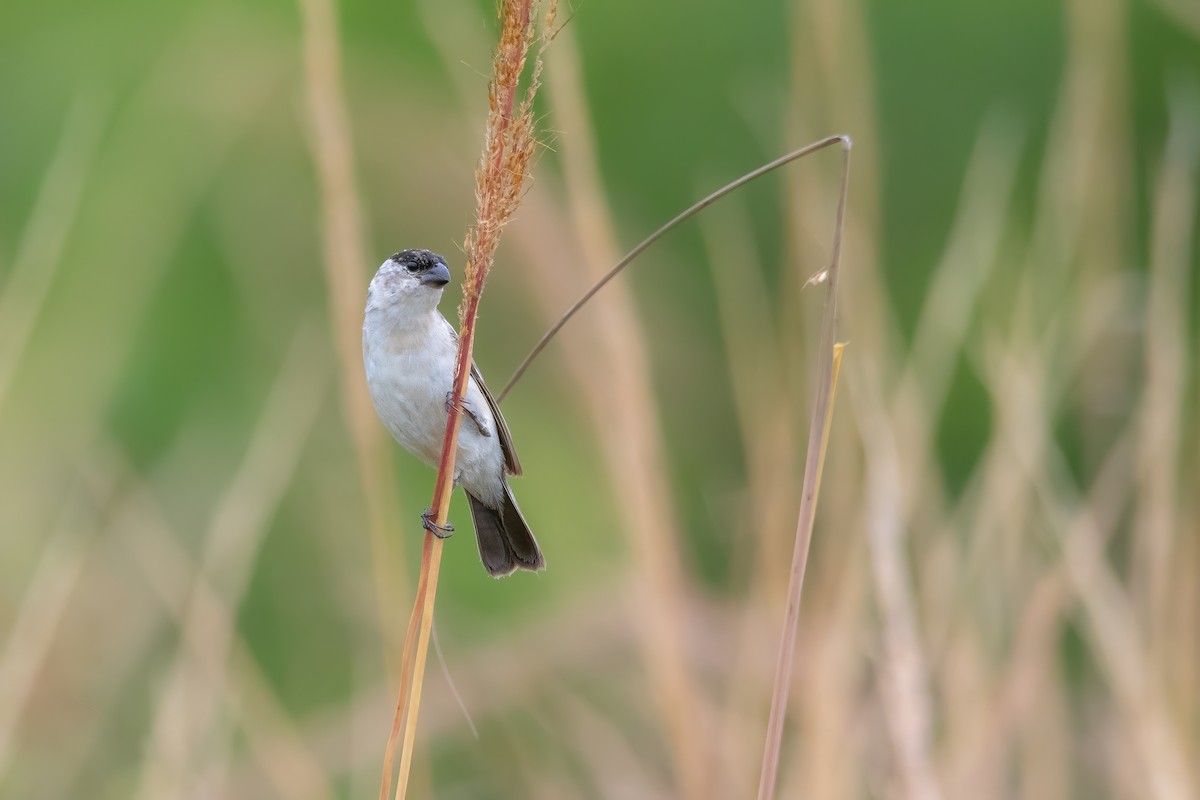 Pearly-bellied Seedeater - ML615918138