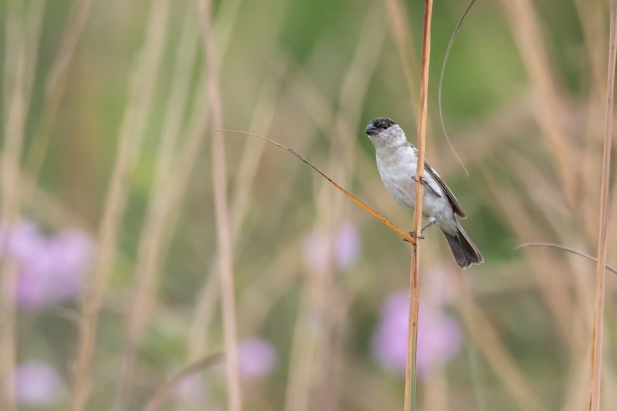 Pearly-bellied Seedeater - ML615918140