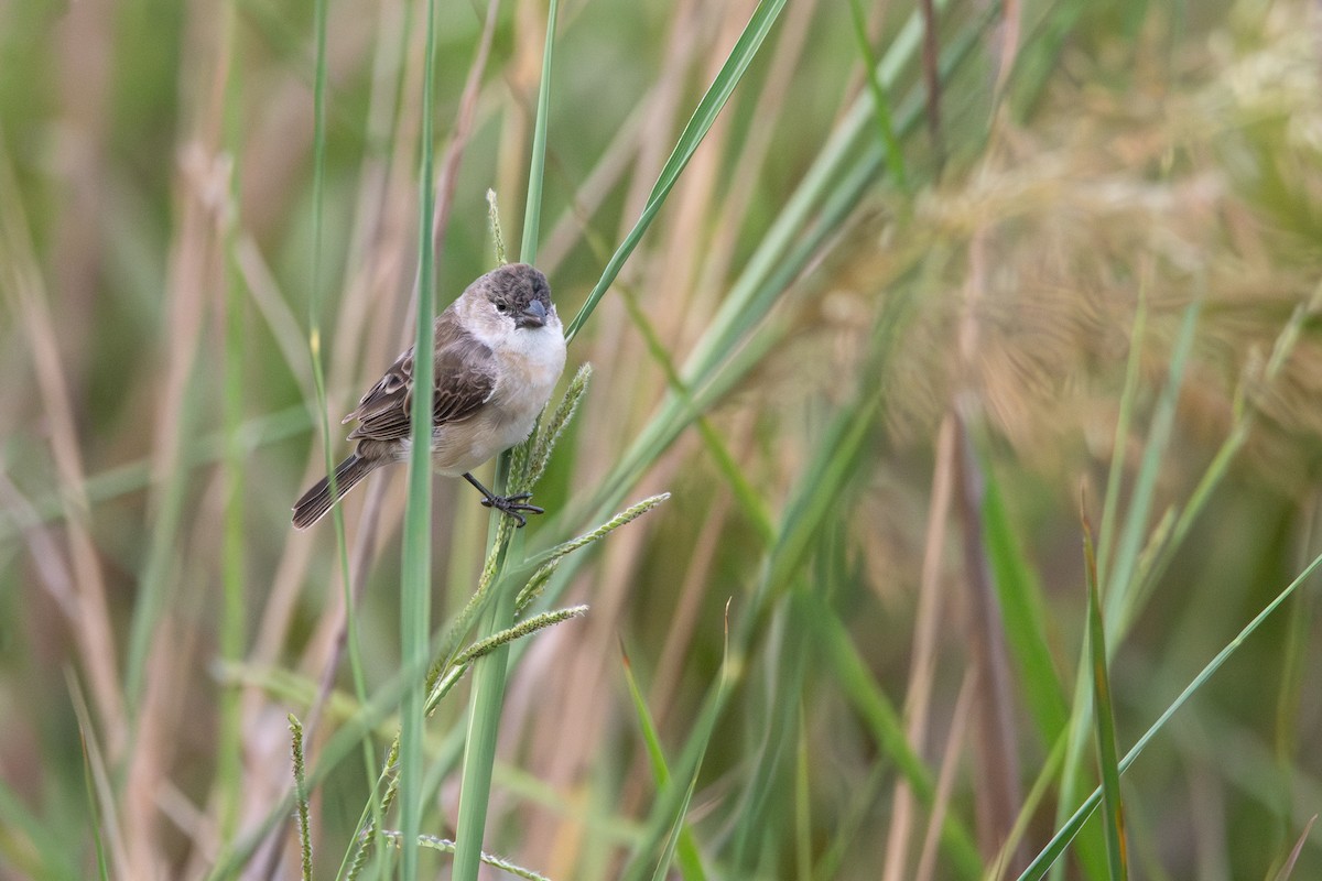 Pearly-bellied Seedeater - ML615918142