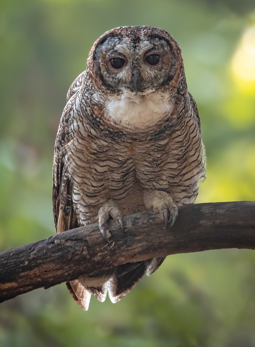Mottled Wood-Owl - ML615918242
