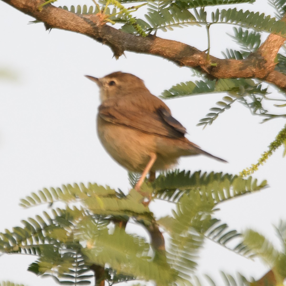 Booted Warbler - ML615918276
