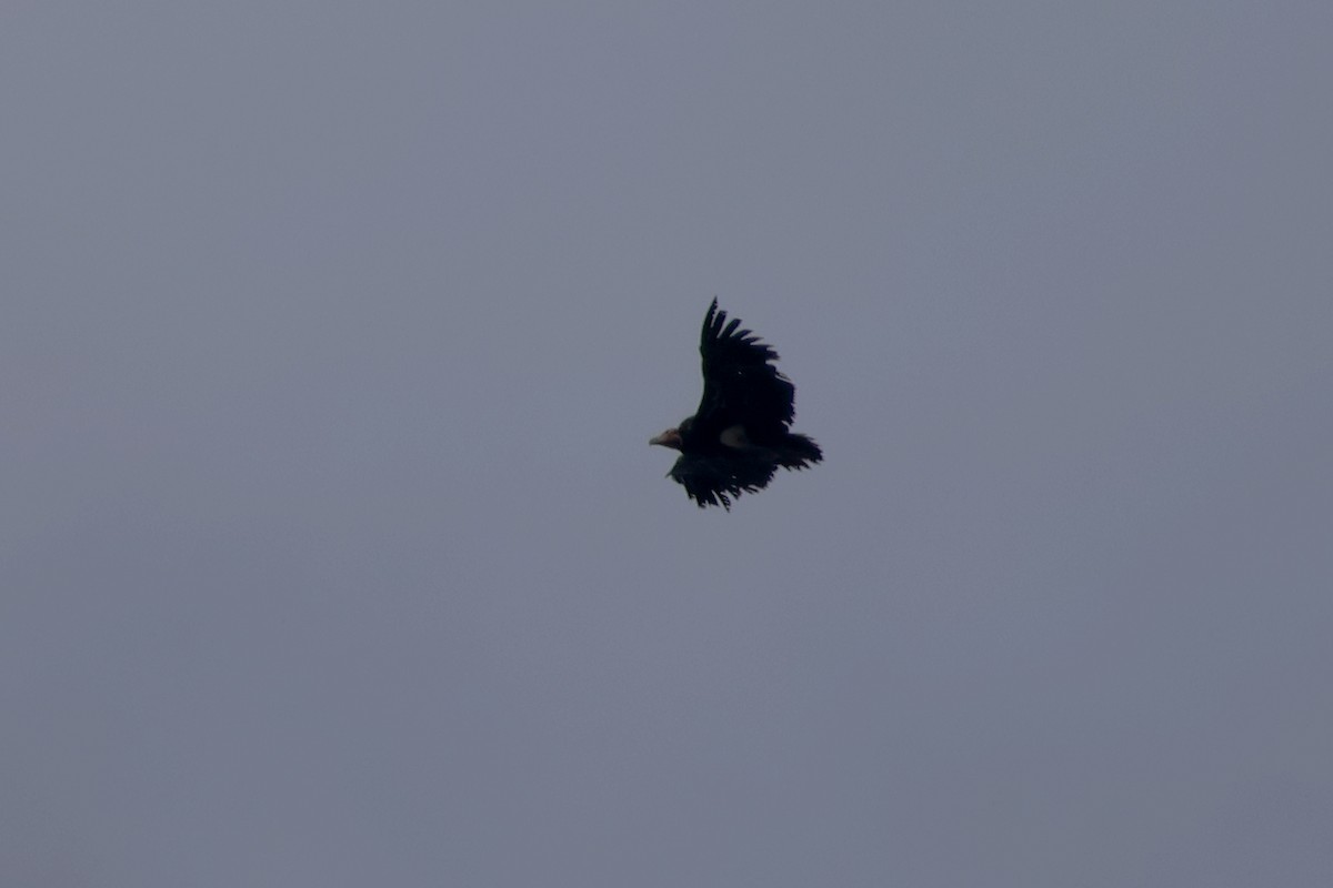 Red-headed Vulture - ML615918353