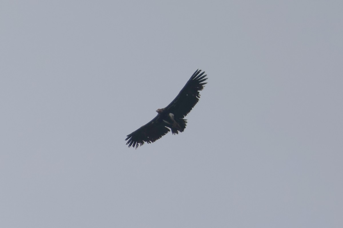 Red-headed Vulture - ML615918355