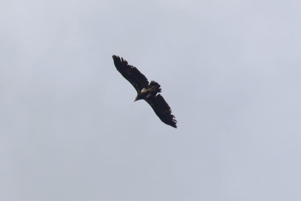 Red-headed Vulture - ML615918356