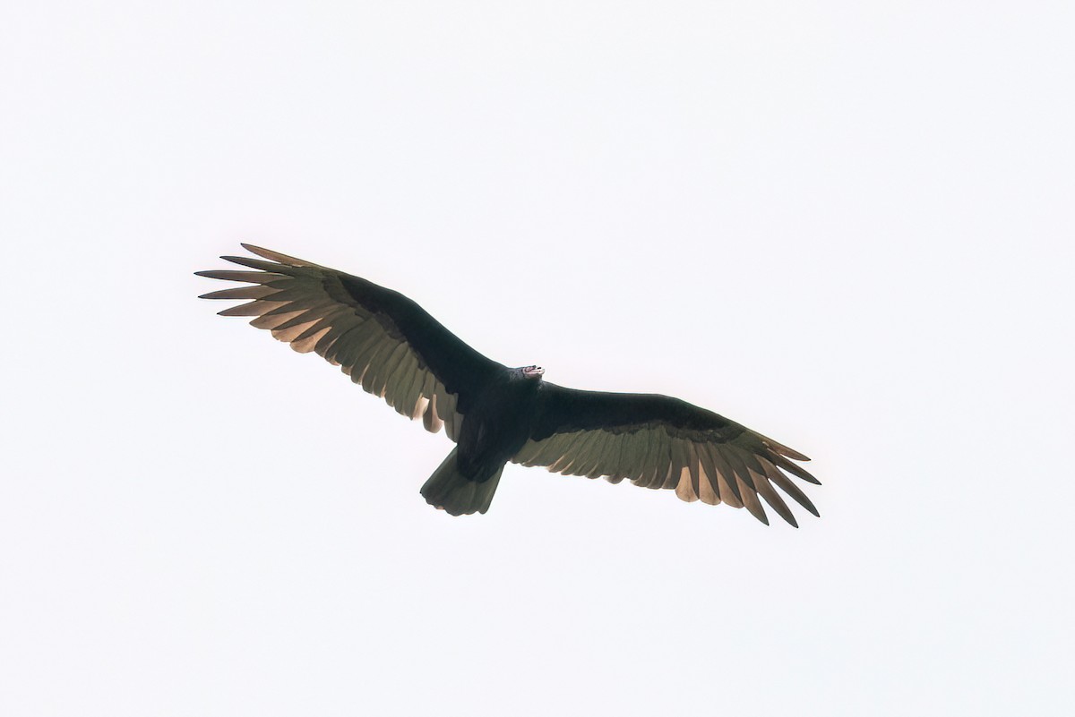 Turkey Vulture - ML615918563