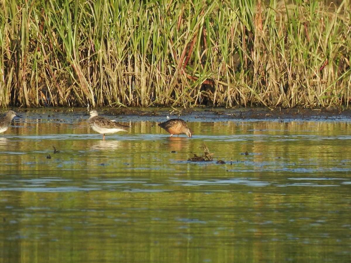 Long-billed Dowitcher - ML615918638