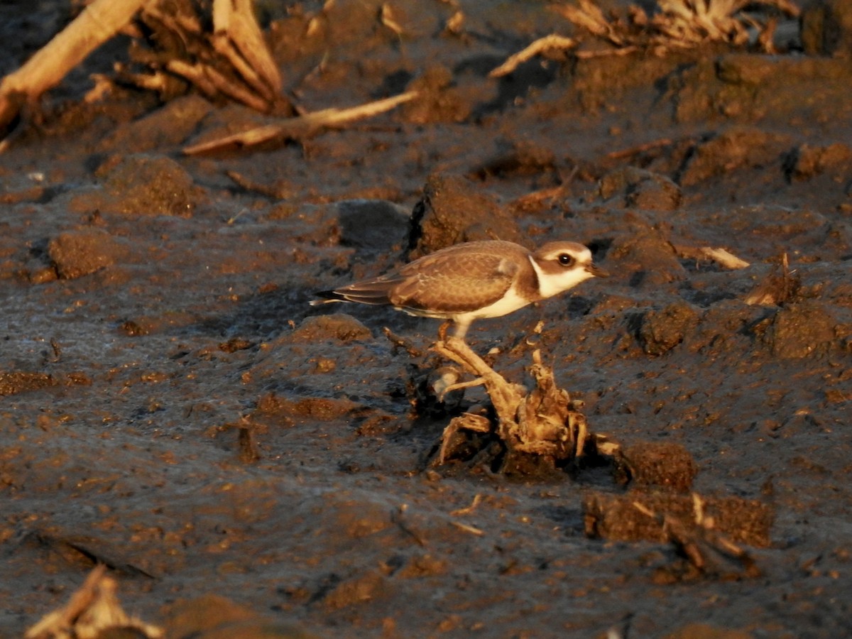 Semipalmated Plover - ML615918653