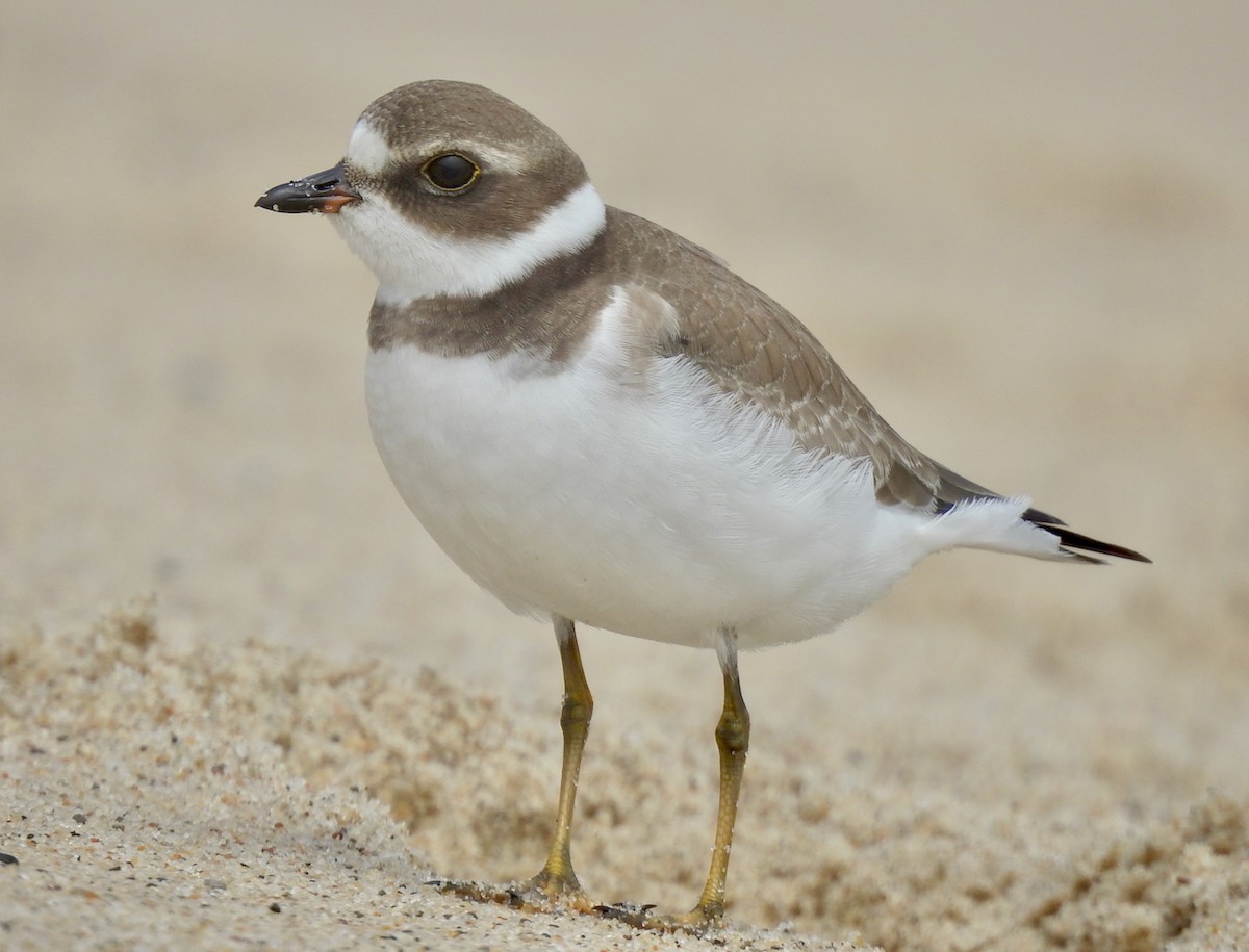 Semipalmated Plover - ML615918684