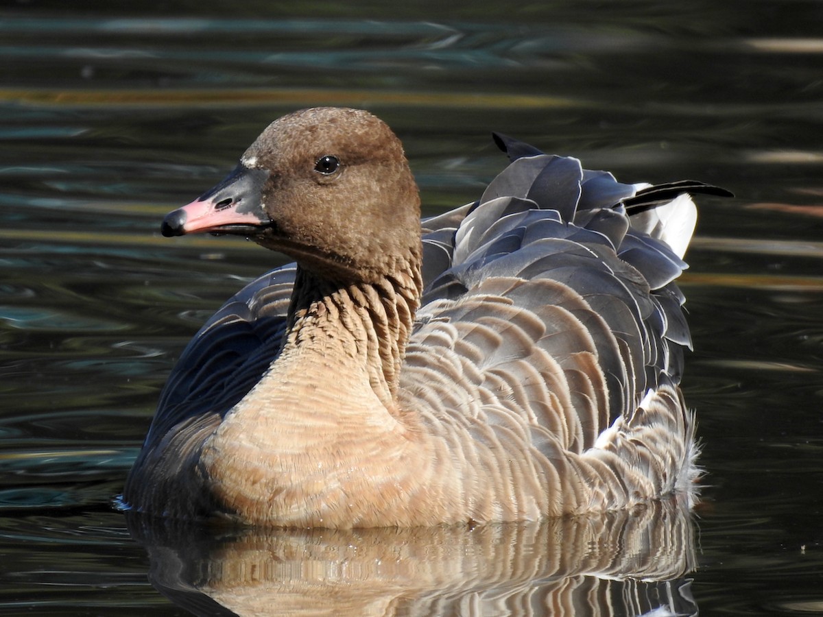 Pink-footed Goose - ML615918724