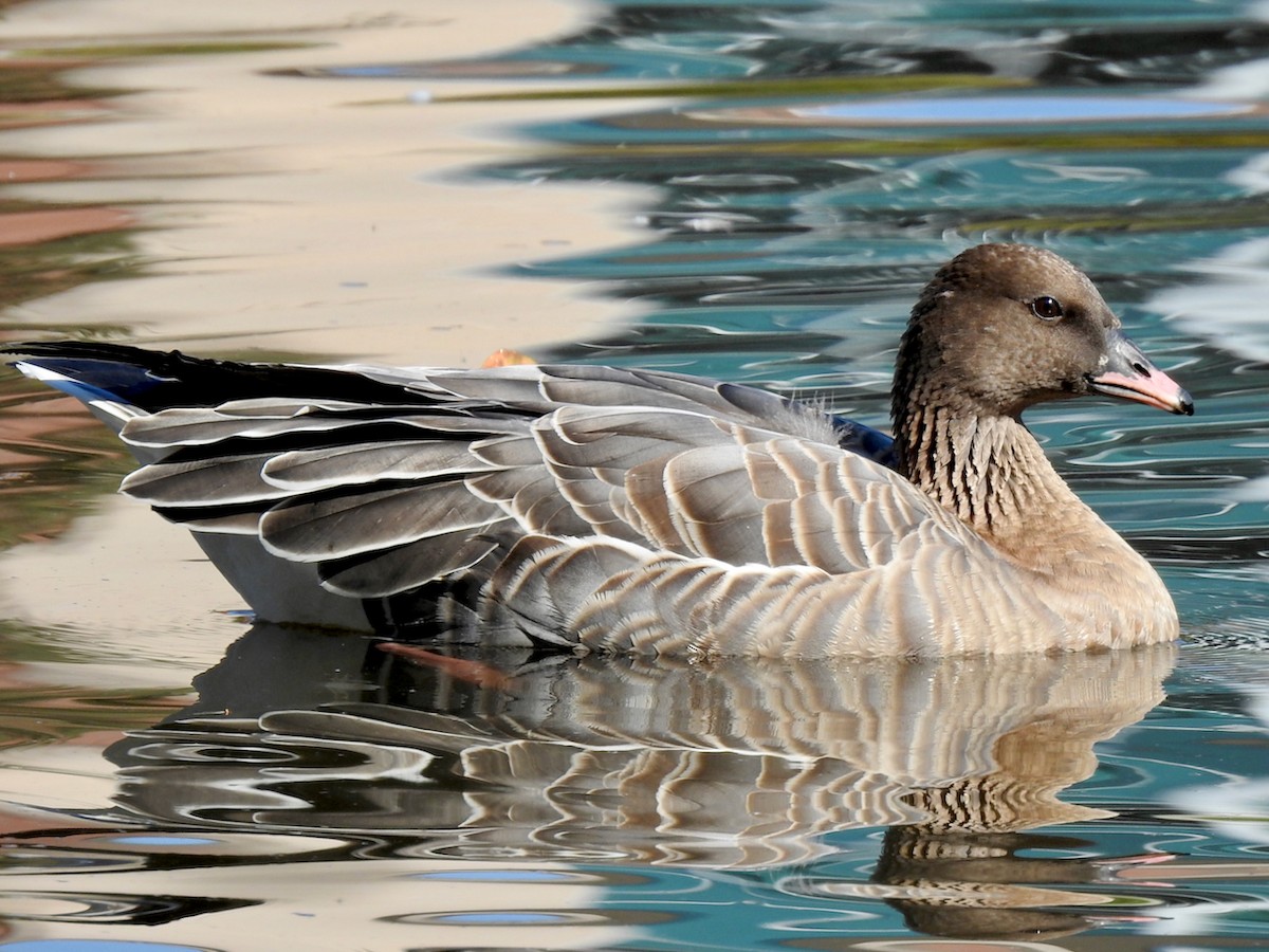 Pink-footed Goose - ML615918725