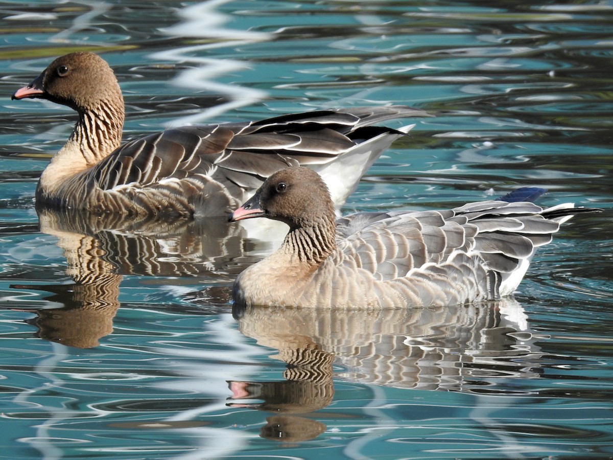 Pink-footed Goose - ML615918726