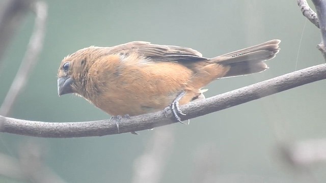 Chestnut-bellied Seed-Finch - ML615918749