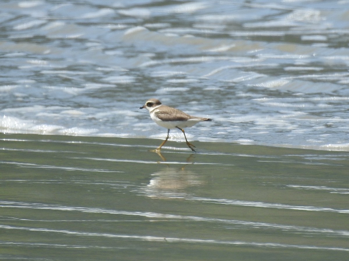 Semipalmated Plover - ML615918764