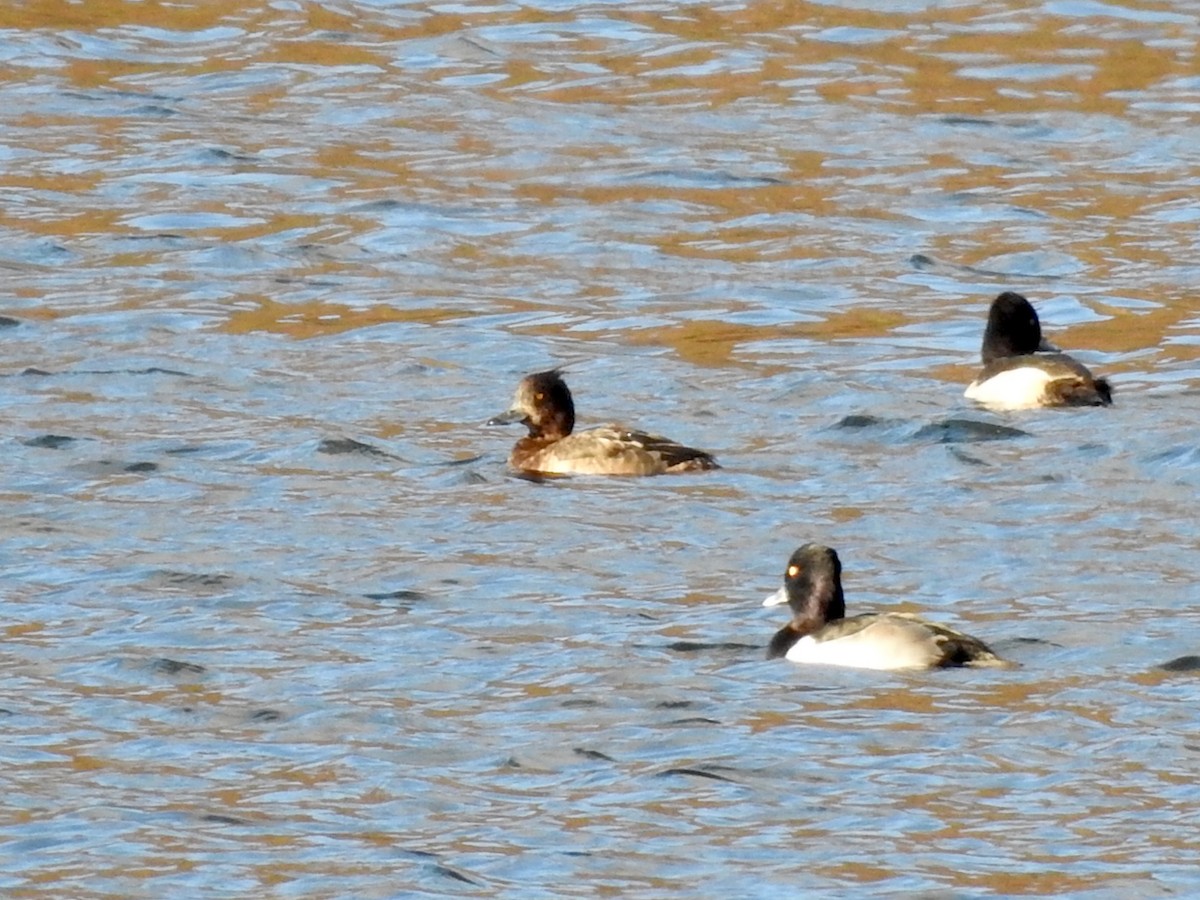 Tufted Duck - ML615918807
