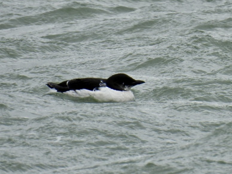 Thick-billed Murre - ML615918902
