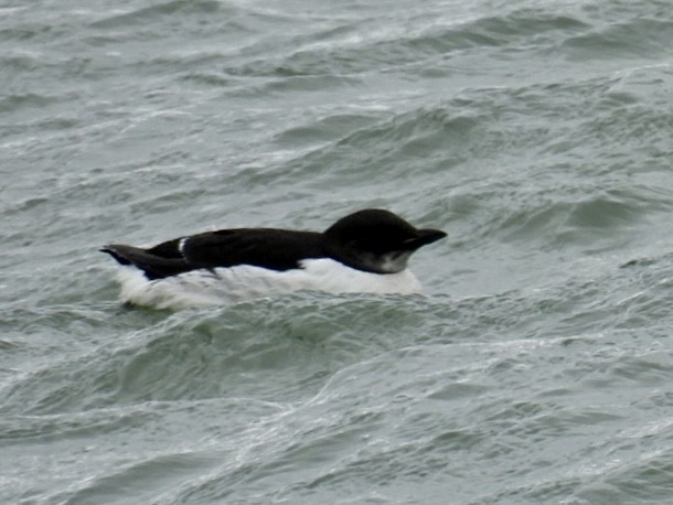 Thick-billed Murre - ML615918903