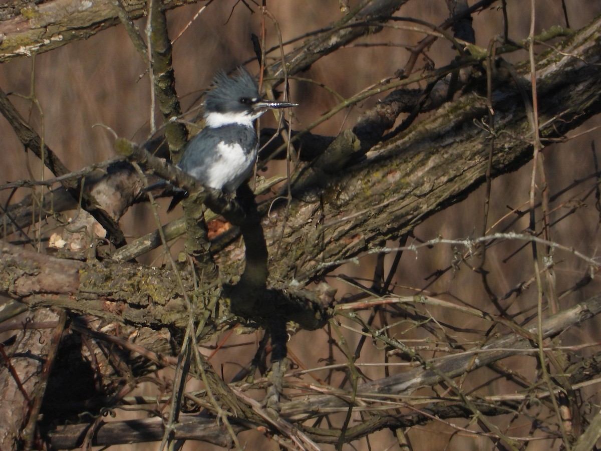 Belted Kingfisher - ML615918997