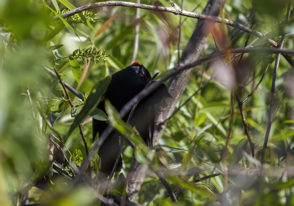 Red-shouldered Blackbird - ML615919016