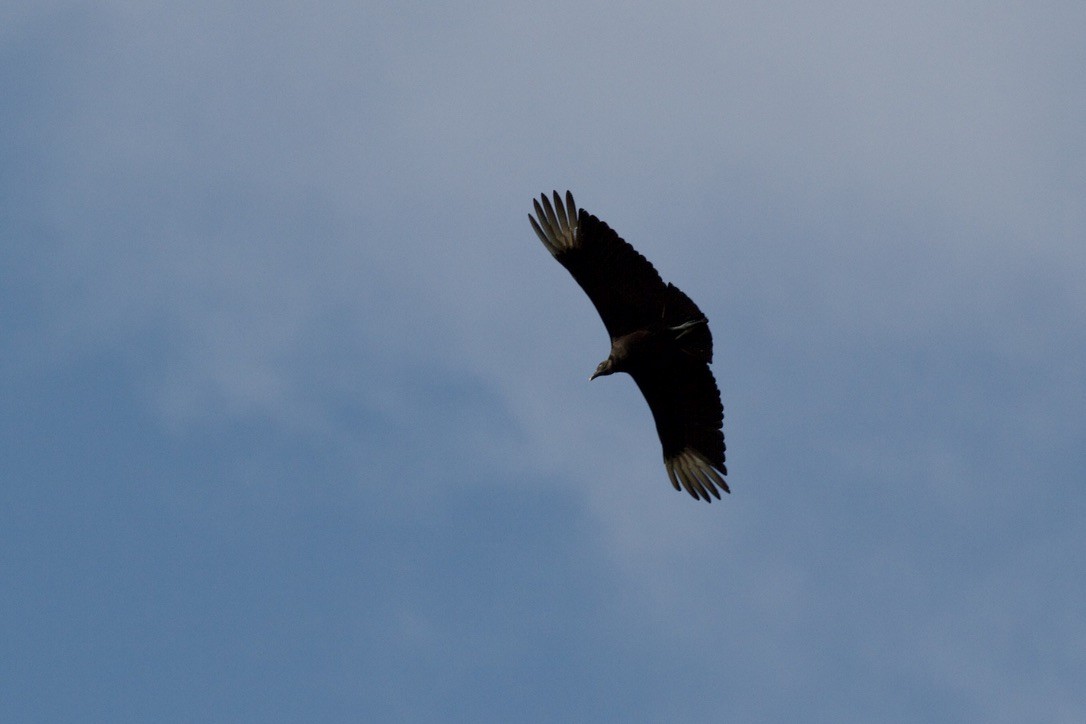 Black Vulture - ML615919017