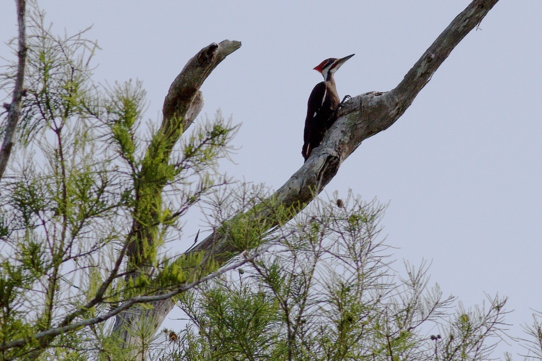 Pileated Woodpecker - ML615919046