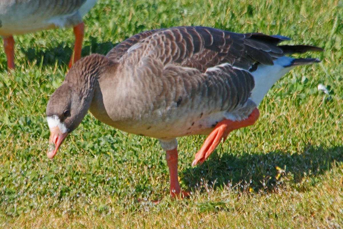 Greater White-fronted Goose - ML615919105