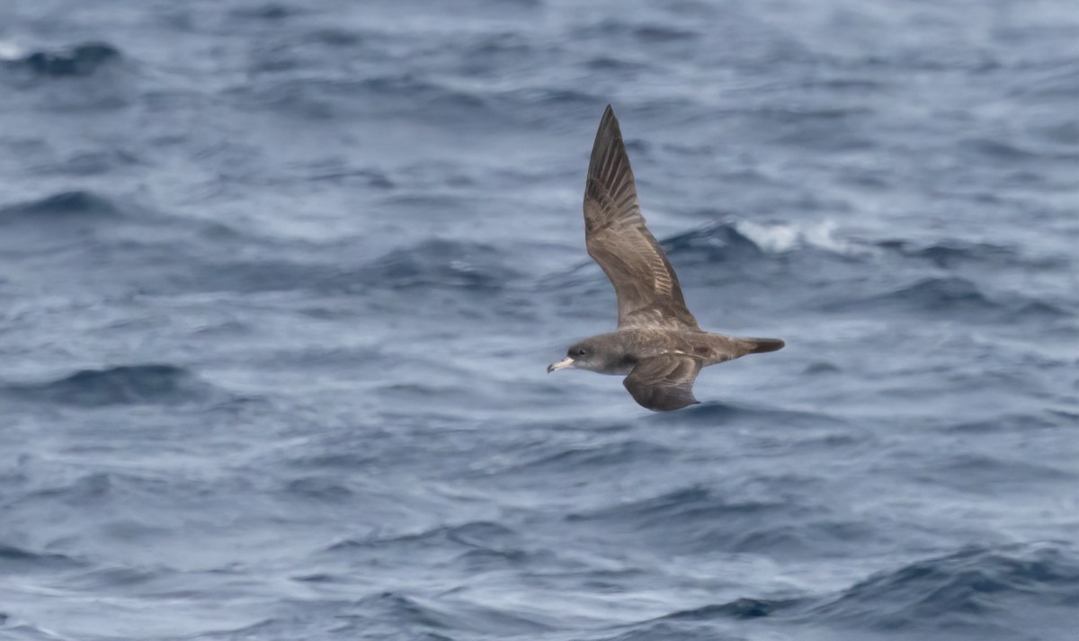 Pink-footed Shearwater - ML615919221