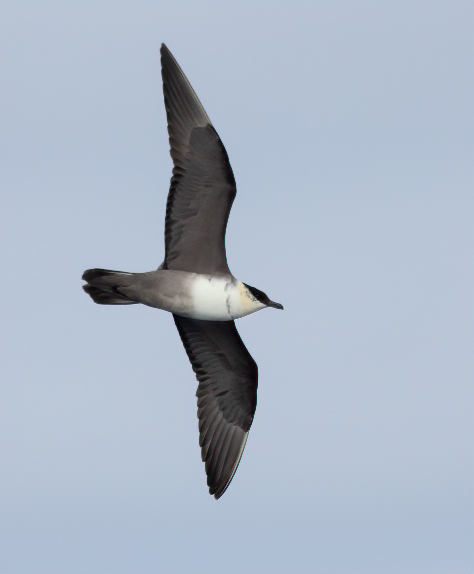 Long-tailed Jaeger - ML615919319