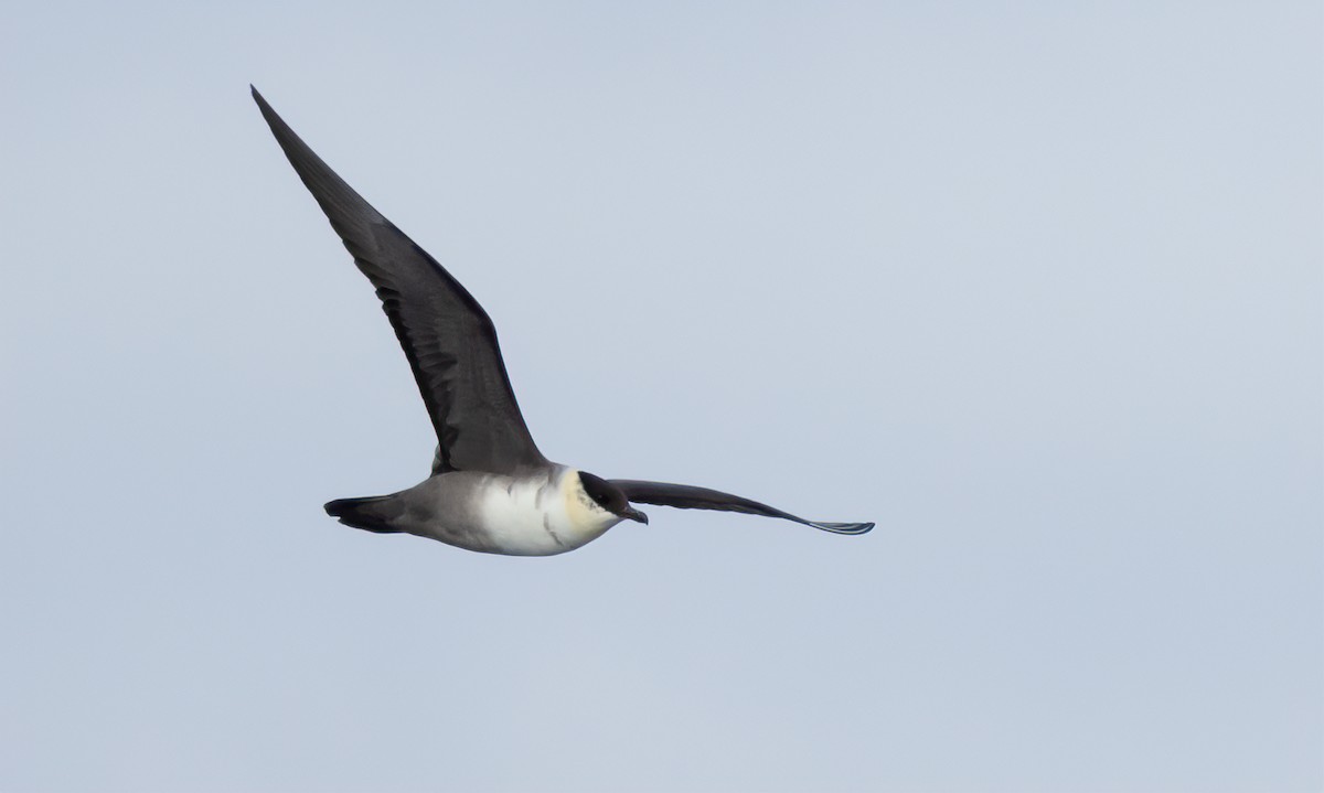 Long-tailed Jaeger - ML615919320