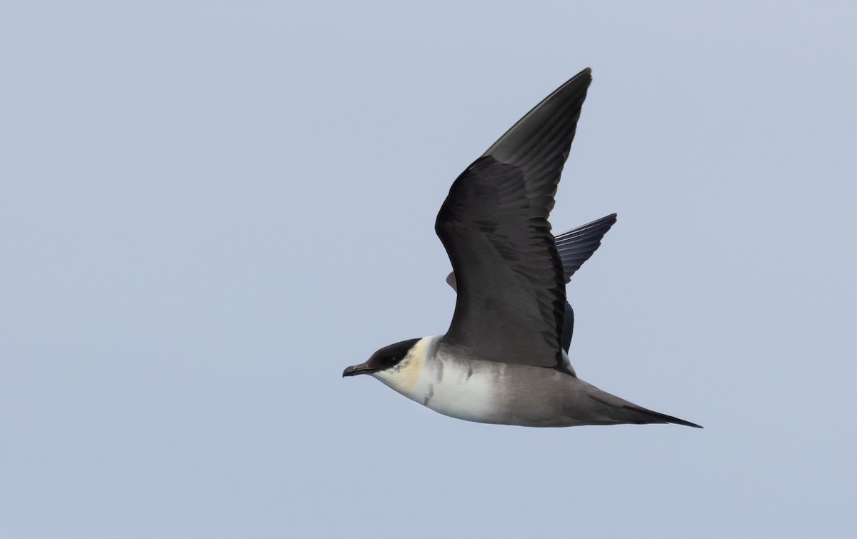 Long-tailed Jaeger - ML615919321