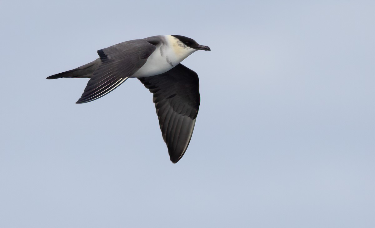 Long-tailed Jaeger - ML615919324