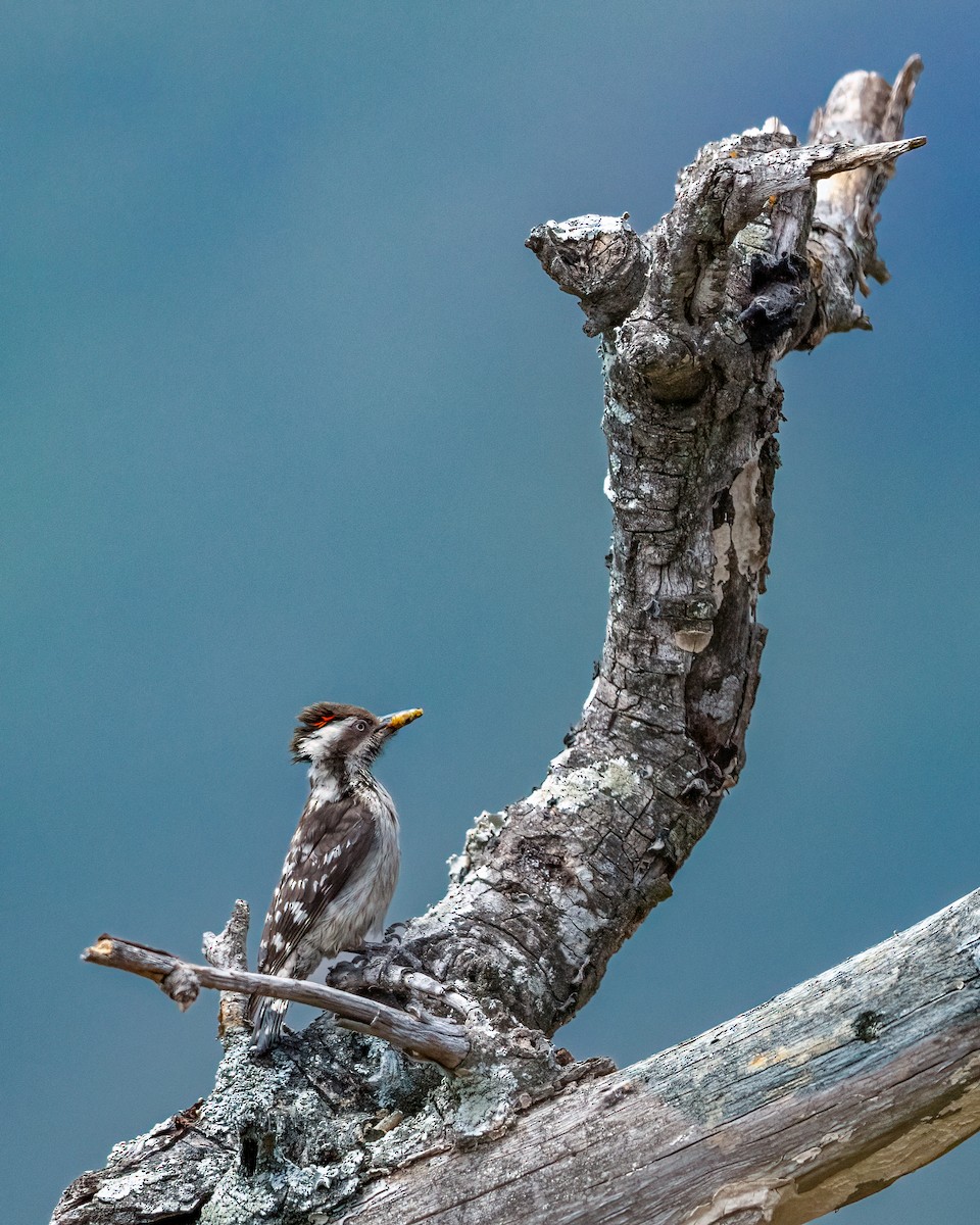 Brown-capped Pygmy Woodpecker - ML615919554