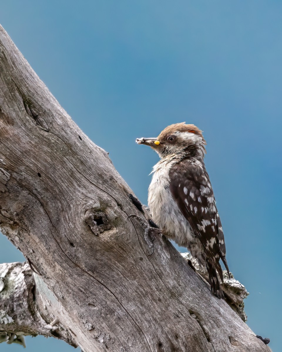 Brown-capped Pygmy Woodpecker - ML615919555