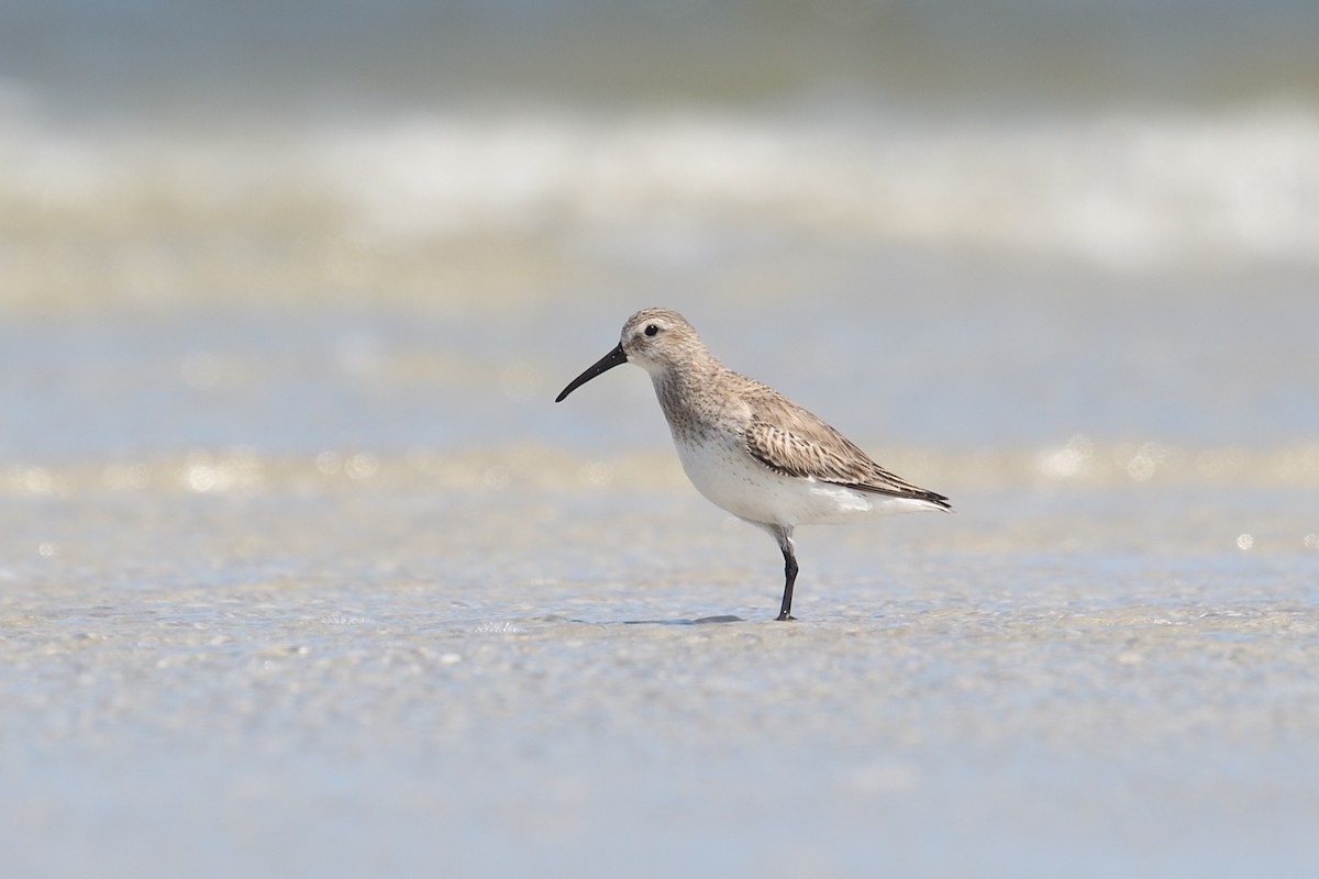 Red Knot - ML615919563