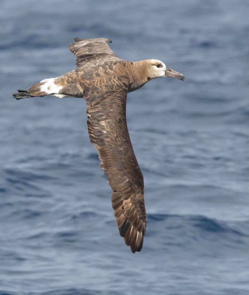 albatros černonohý - ML615919571