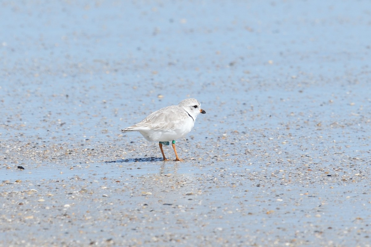 Piping Plover - ML615919596