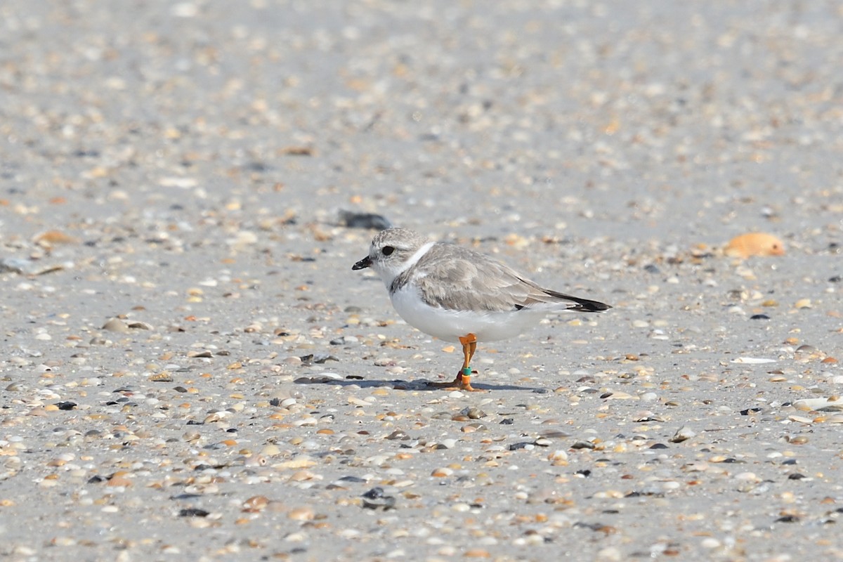 Piping Plover - ML615919597