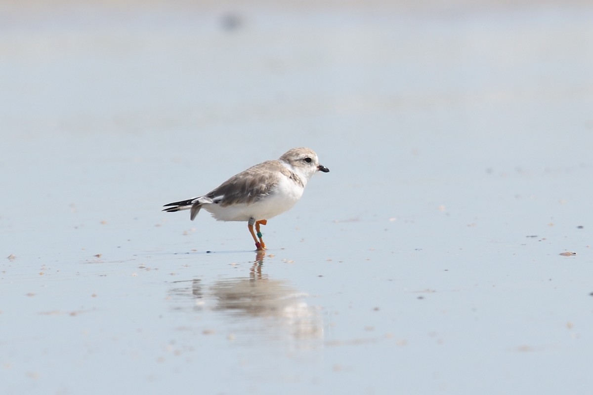 Piping Plover - ML615919598