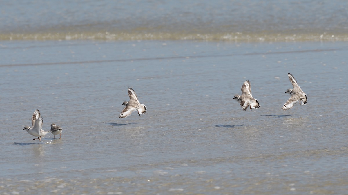 Piping Plover - ML615919601